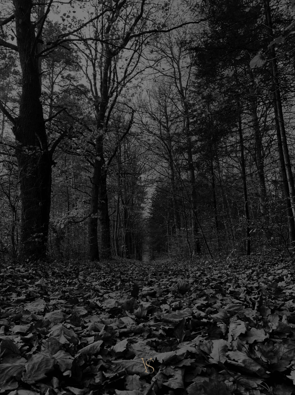 by Virginie Stab / Herbst im Wald